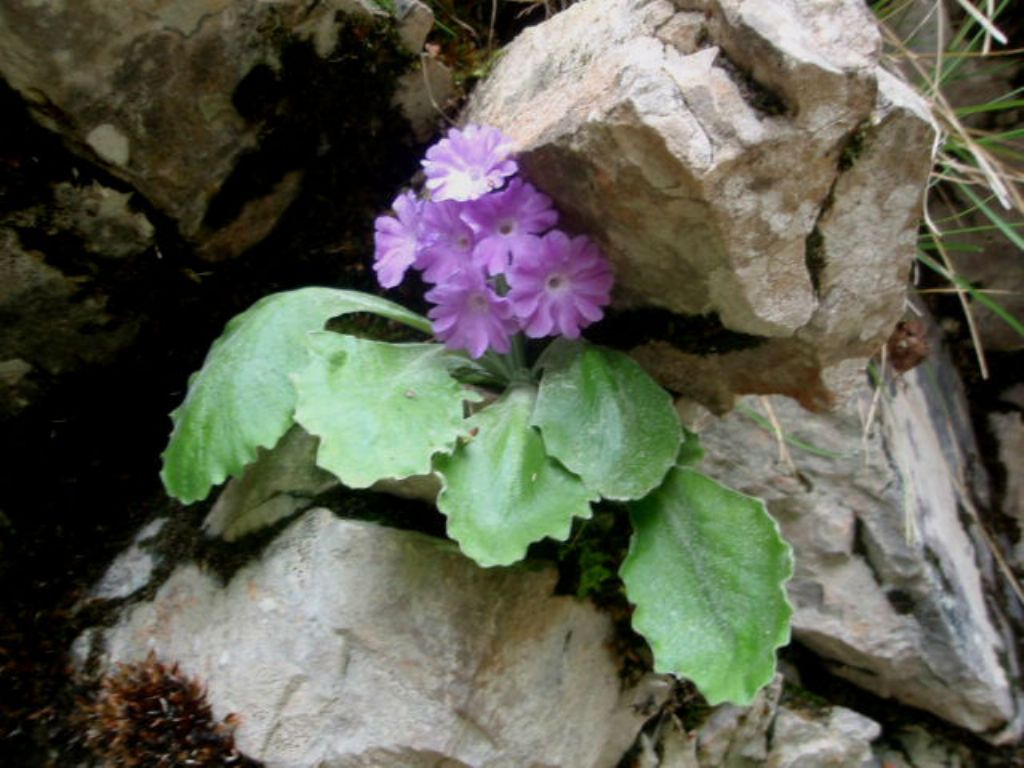 In Val d''Ancogno ad ammirare la Primula albenensis